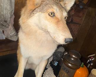 Poor pup.. nope, he's going home with the owners.. please don't pat him! He bites!