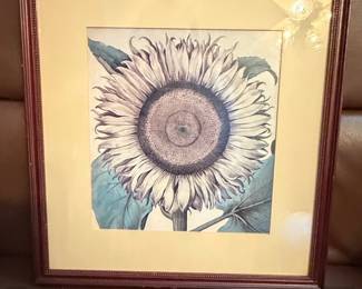 Framed Botanical Print of a Sunflower by Basilius Besler