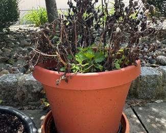 Terracotta Planter with Saucer