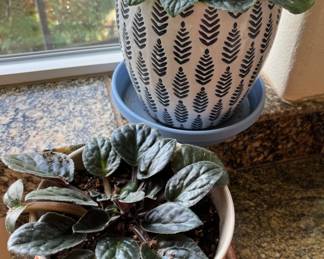 Potted African Violets