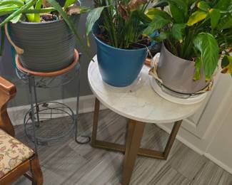 plants and plant stands 