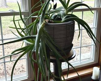 Aloe Plant