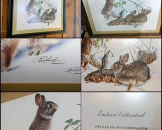 fine art lithograph of an Eastern Cottontail rabbit by artist Richard Timm.
