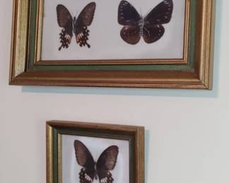 Teal butterfies