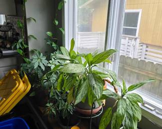 Variety of plants 