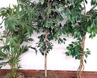 FICUS TREES
