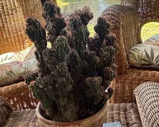 Cereus Peruvianus Monstrose Cactus