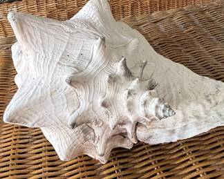 Queen Conch Shell
