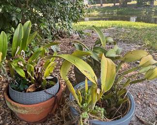 Cattleya Orchids in Pots