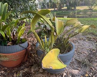 Bulbophyllum beccarii Orchid Plant in Pot