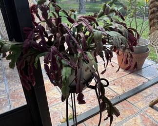 Christmas Cactus (Schlumbergera)