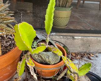 Dragon Fruit Cactus (Hylocereus undatus) Cuttings
