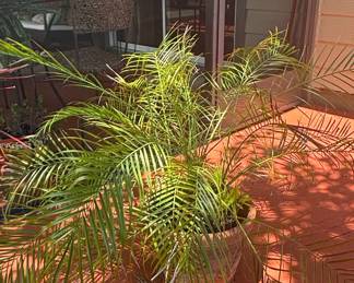 Pygmy Date Palm (Phoenix roebelenii)