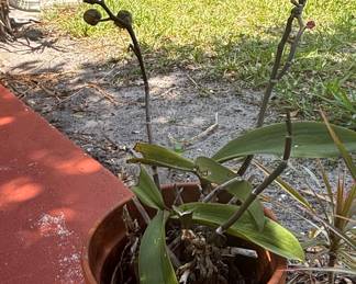 Phalaenopsis Orchid Plant