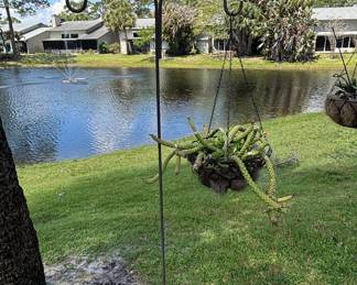 Hanging Basket with Rat Tail Cactus