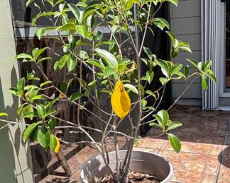 Ficus Retusa Bonsai