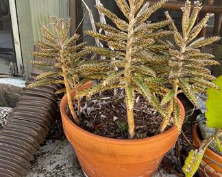 Mother of Thousands Plant (Kalanchoe daigremontiana)