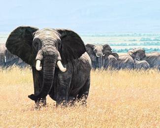 “Confrontation”, a limited edition giclee canvas print by listed artist, Simon Combes. Measures in frame, 18” H x 36” W.   
