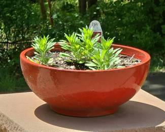 Proven Winners Petunia Black Cherry Planter
