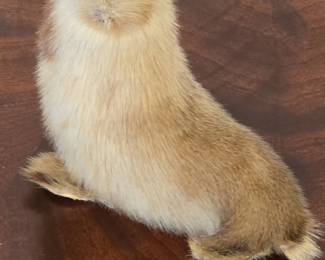 Vintage Taxidermied Seal Pup Figurine