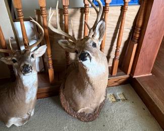 Taxidermy