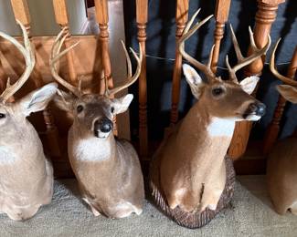 Taxidermy