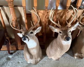 Taxidermy