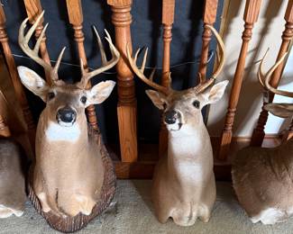 Taxidermy
