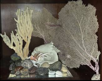 Sea Fans, Coral, Shells and Rocks