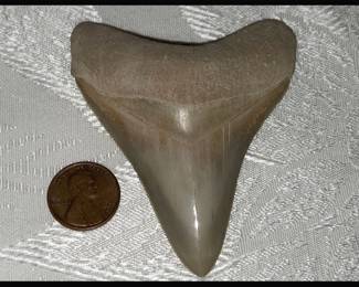 Good Looking Shark's Tooth