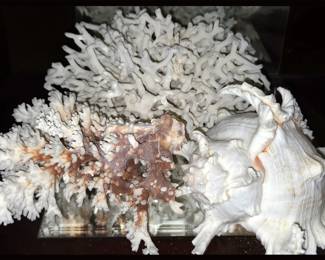 Corals and Shells