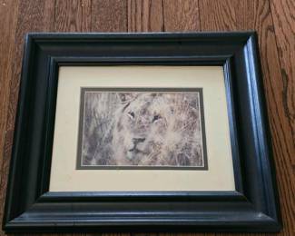 199 blackframedlionphotographprintdoubl
