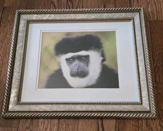200 framedblackandwhitemonkeyportraits