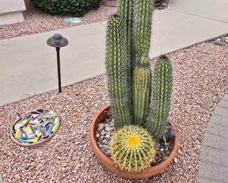 Cactus in terracotta pot