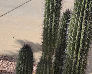 Cactus plants in pot