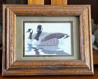 Canada Geese
