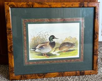 Mallard duck print