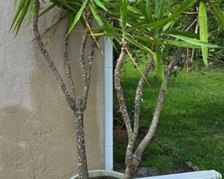 Plants, plants, plants