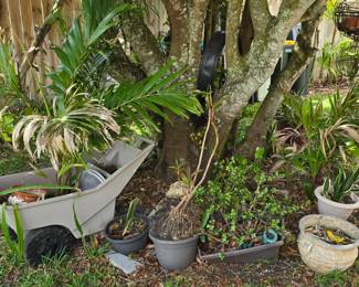 Plants, plants, plants