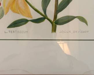 Lily Testaceum Watercolor Painting by Arthur Davison second image