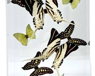 Signed Julianne ‘98 Taxidermy Butterflies