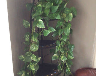 Lot 46: Pothos plant on circular metal shelf with decorative buttons