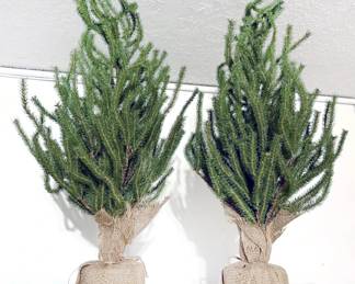 Topiary trees