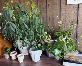 Live  houseplants 