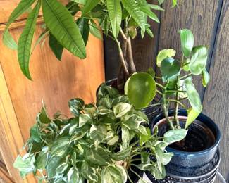 Live  houseplants 