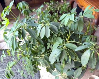 Live  houseplants 
