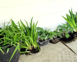Daylilies, irises, solid green hostas - - prepare to get your hands dirty! : )