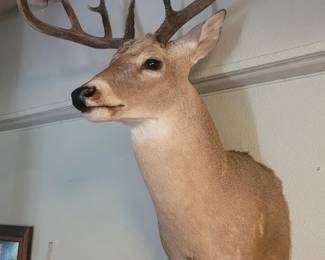 Taxidermy Whitetail Deer 2 Available 