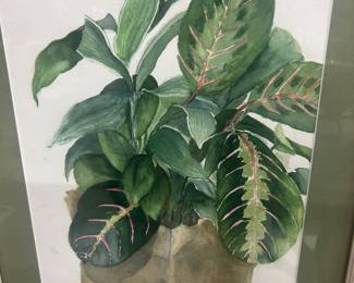 New Orleans Banana plant signed Gough