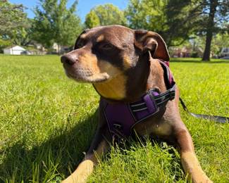 Zelda Enjoying the Sunshine. She is NFS. Our Family Pup!